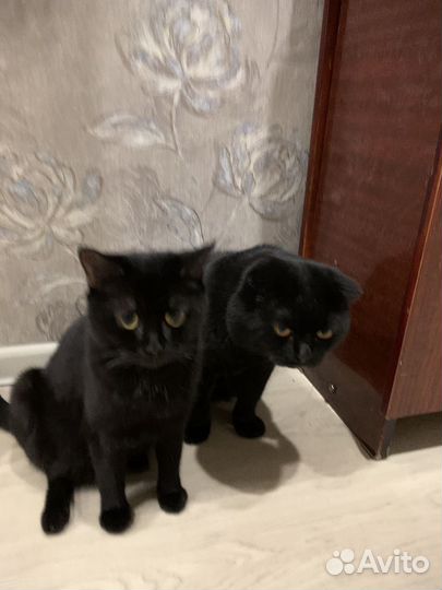 Британские котята