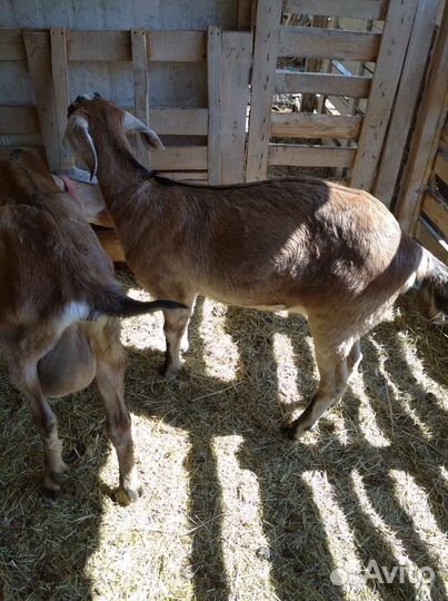 Нубийские козы