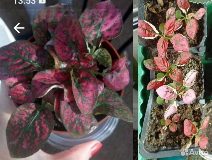 Разные виды комнатных растений (часть1)