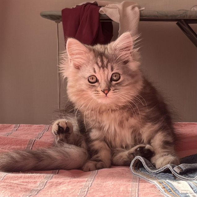 Шотландский прямоухий длинношёрстный котёнок