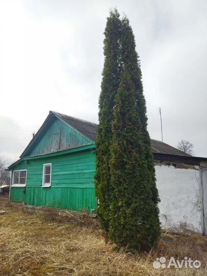 Туя 6 метров