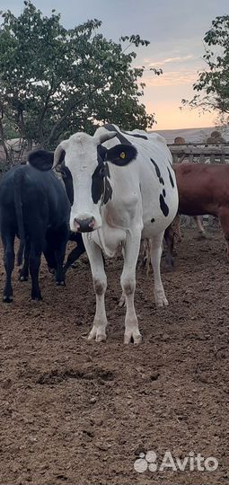 Корова высокоудойная