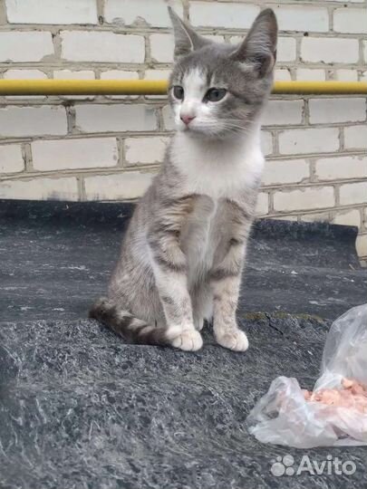 Кошка в дар бесплатно