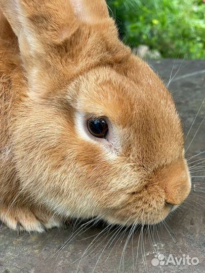 Кролик самец