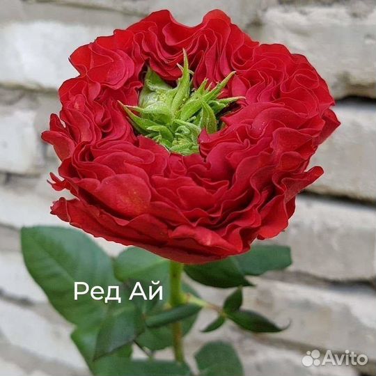 Розы Рэд Ай