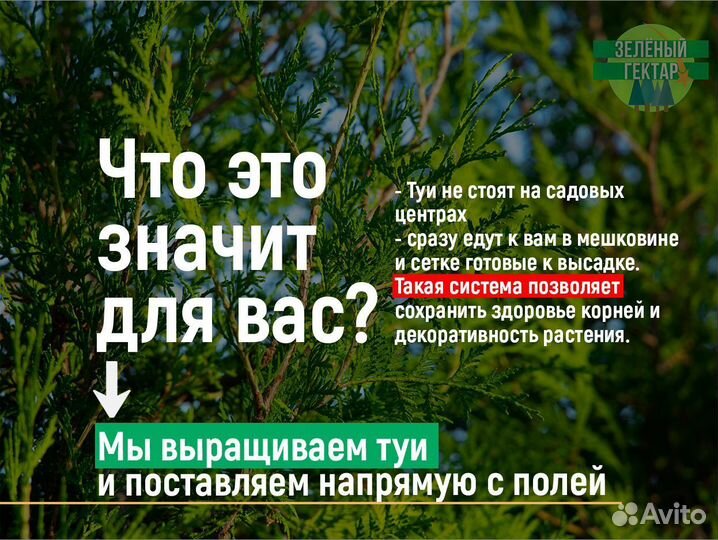 Туи брабант 2 м свежая копка 2023