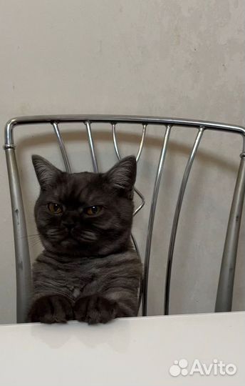 Британские котята