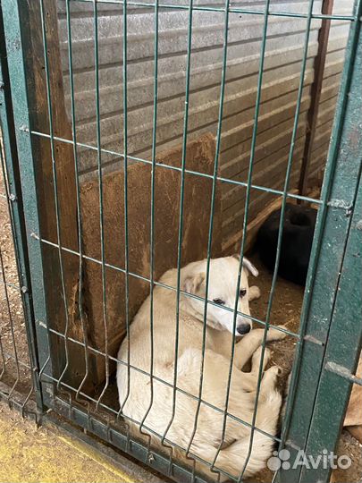 Собака в отлове