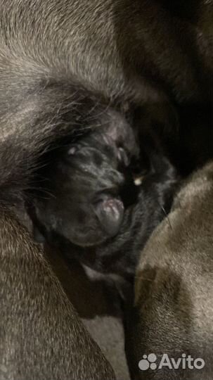 Щенки кане корсо