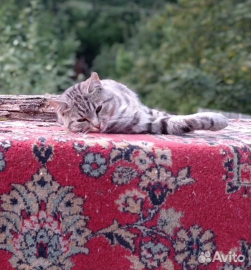 Потерялась кошка