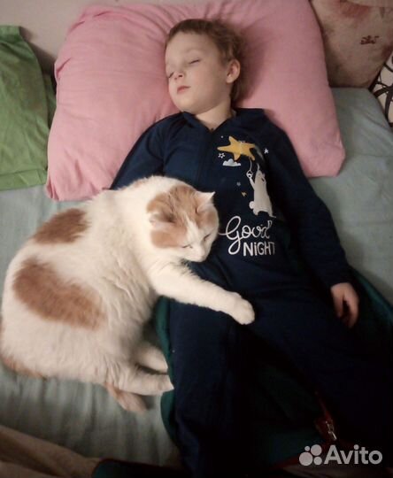 Зооняня/котоняня/Догсситер