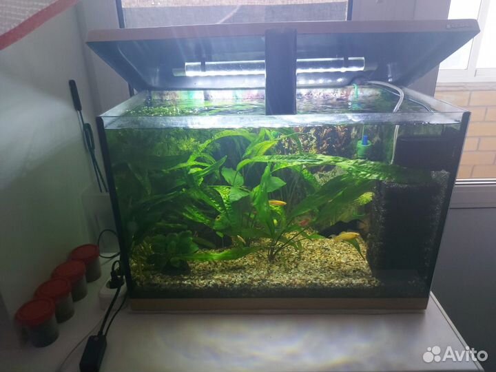 Аквариум с рыбками