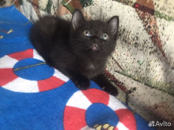 Котята бесплатно