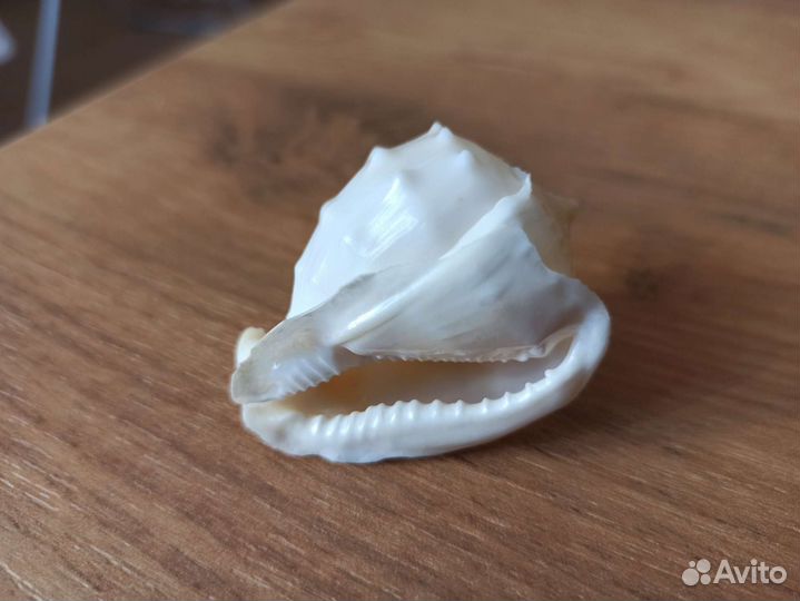 Морская раковина