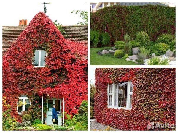 Девичий виноград - лиана