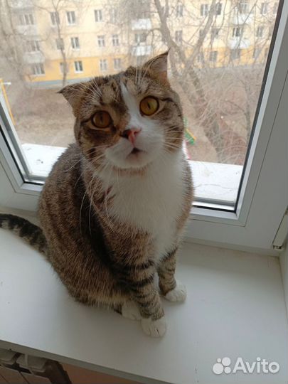 Кот в добрые руки