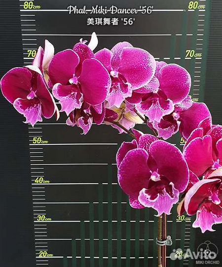Орхидея Miki Dancer '56'