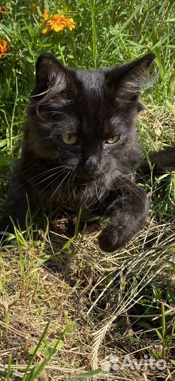 Котёнок мальчик, пушистый