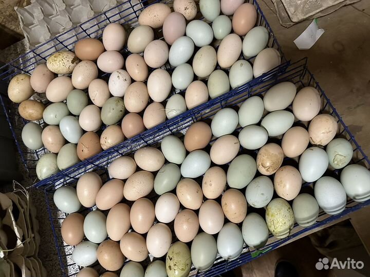 Инкубационное яйцо