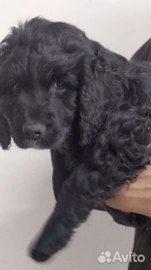 Кокер спаниель