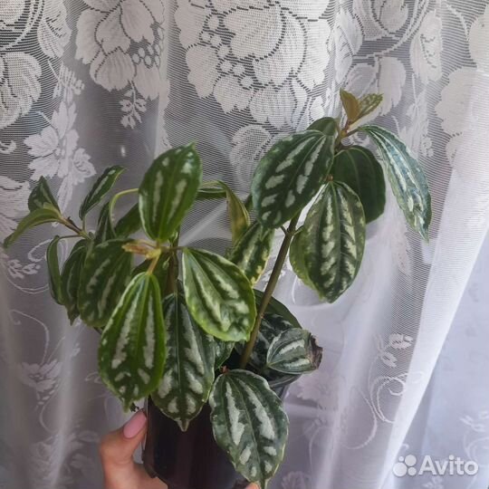 Пилея кадье