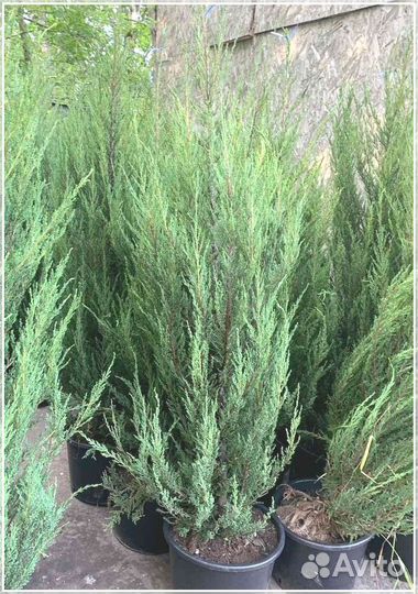 Можжевельник Блю Эрроу С3