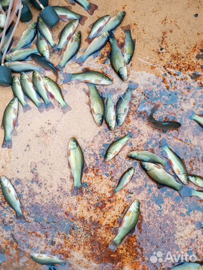 Мальки линя