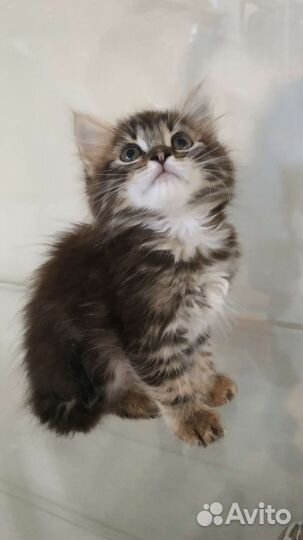 Локки и Лакки ищут свой Дом