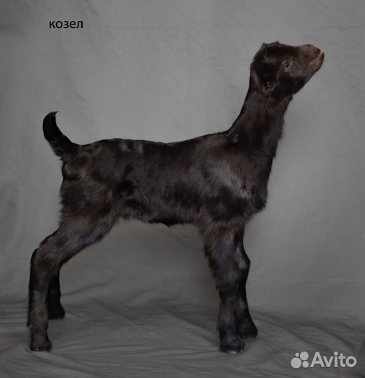 Ламанча козы