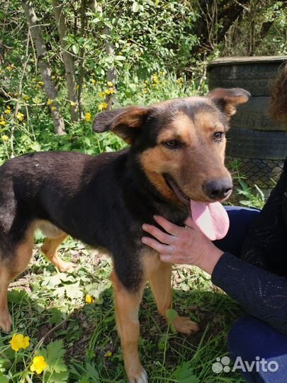 Метис овчарки