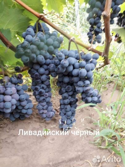 Саженцы и черенки винограда