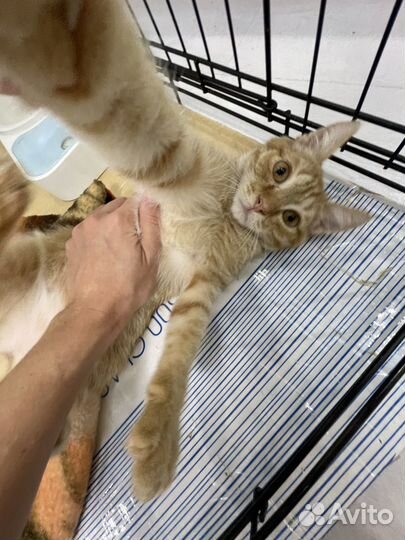 Котенок