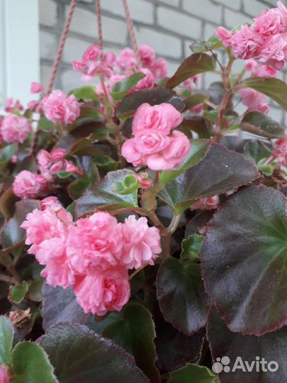 Бегония вечноцветущая махровая