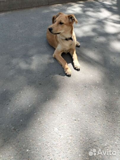 Собаки
