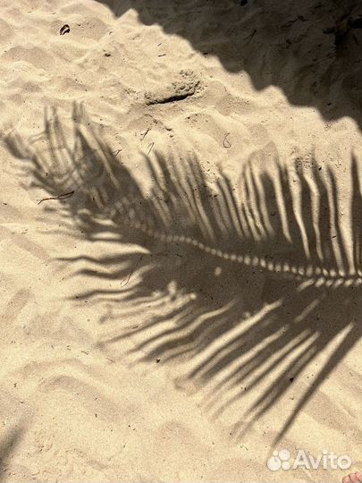 Шри-Ланка, индивидуально на любые даты