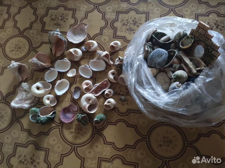 Ракушки для аквариума