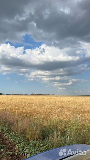 Ячмень- фураж,новый урожай цена договорная