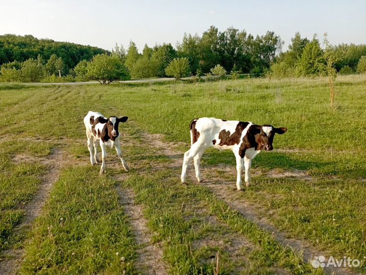 Корова телята и бычки