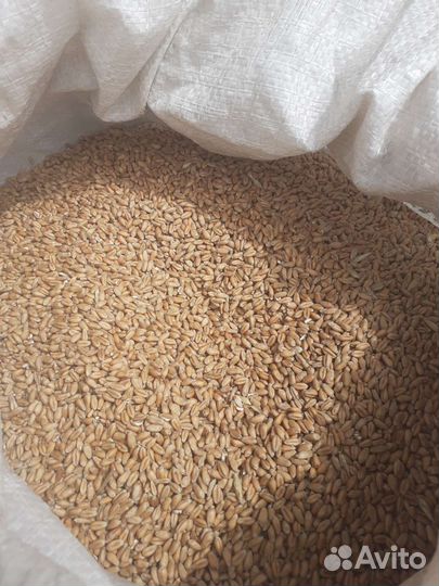 Зерно пшеница