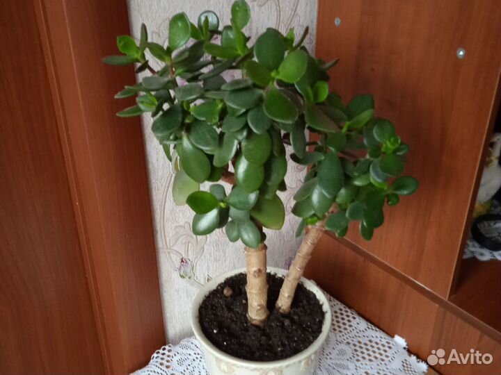 Крассула толстянка