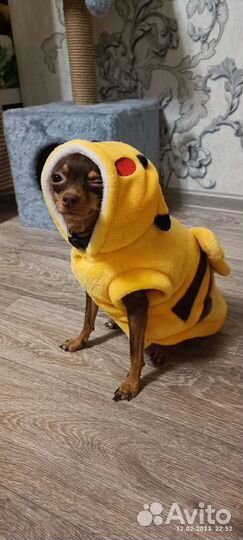 Костюм для собак мелких пород