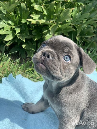 Французский бульдог