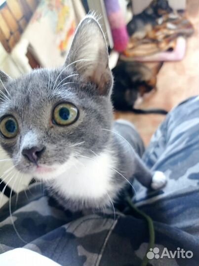 Кошка в дар