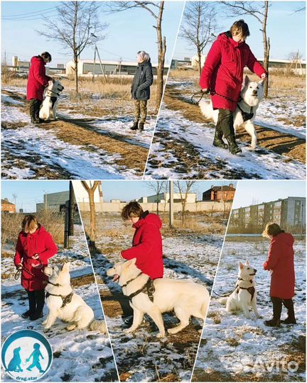 Дрессировка собак. Кинолог