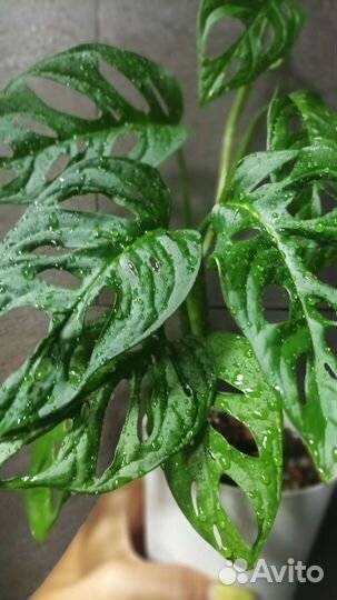 Монстера манки всё бронь