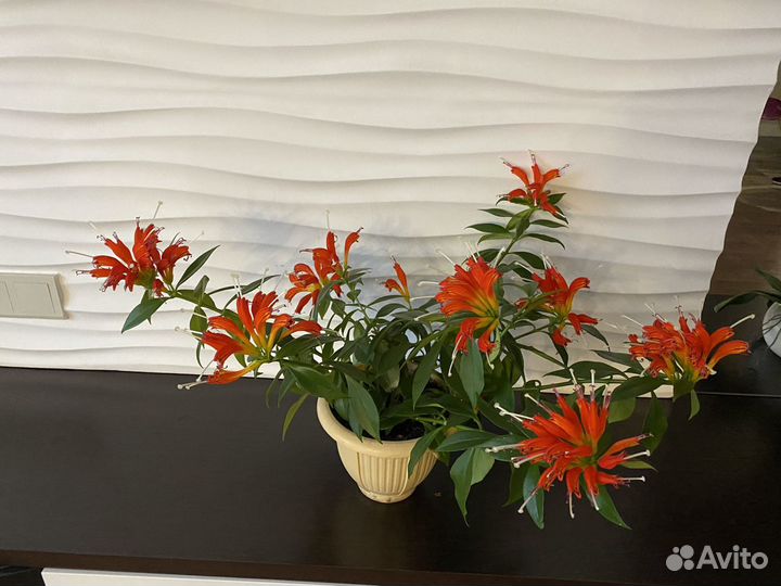 Эсхинантус «жар птица»