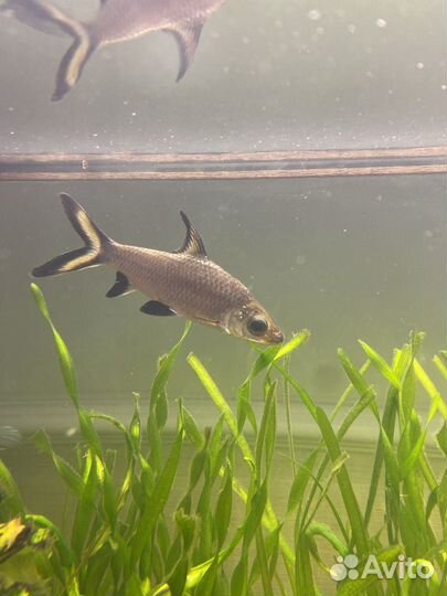 Акулий балу