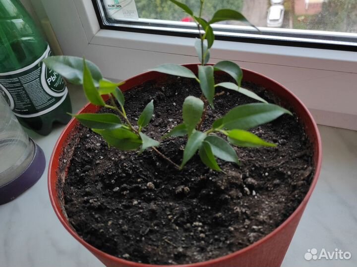 Фикус бенджамина