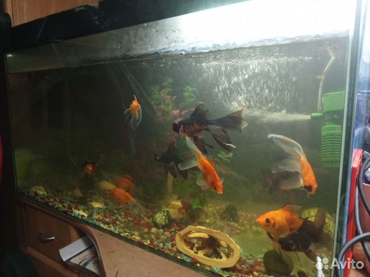 Аквариумные рыбки гуппи