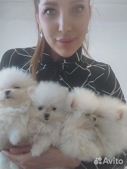 Щенки шпица